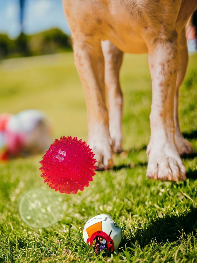 Dog toys, dog balls, dog plush toys, dog rope toys, dog games, dog teddys