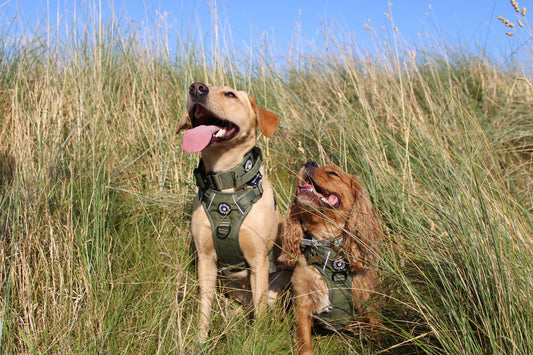 Bailey & Coco - Trail & Glow Khaki Harness