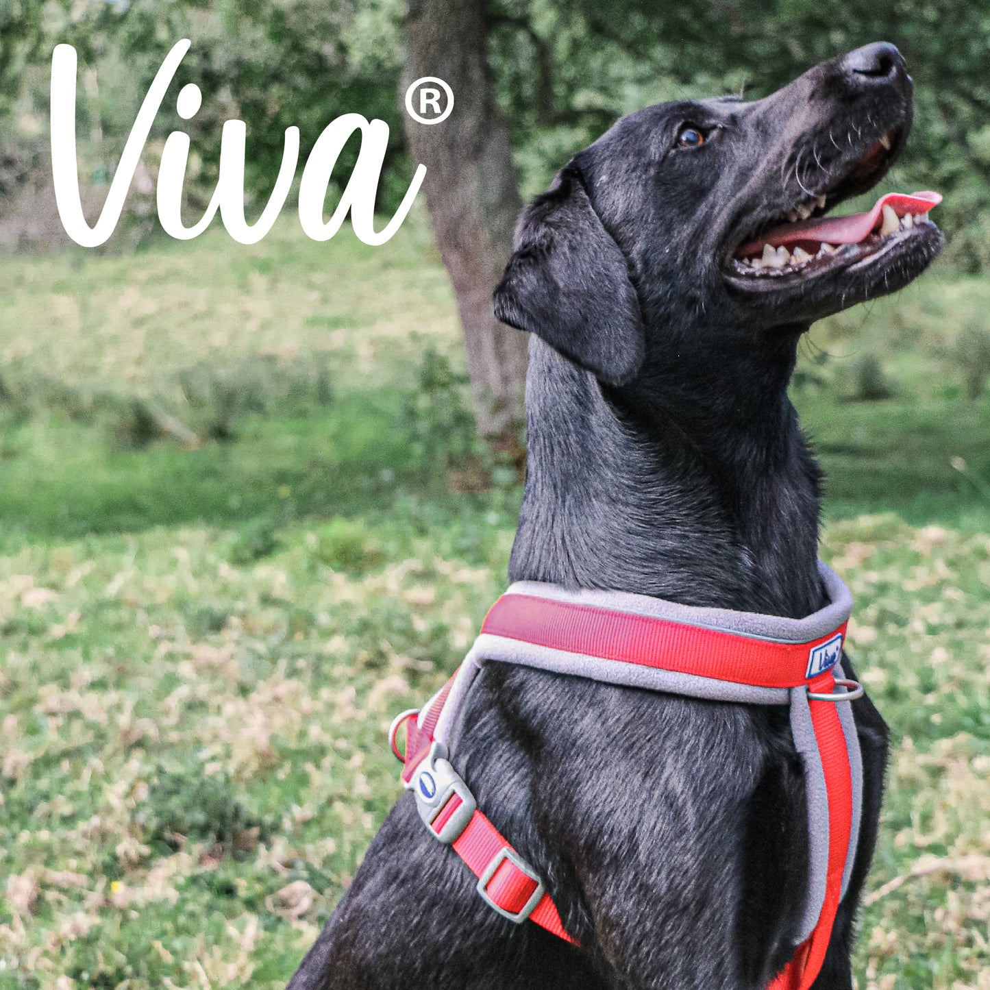 Ancol Viva Padded Harness