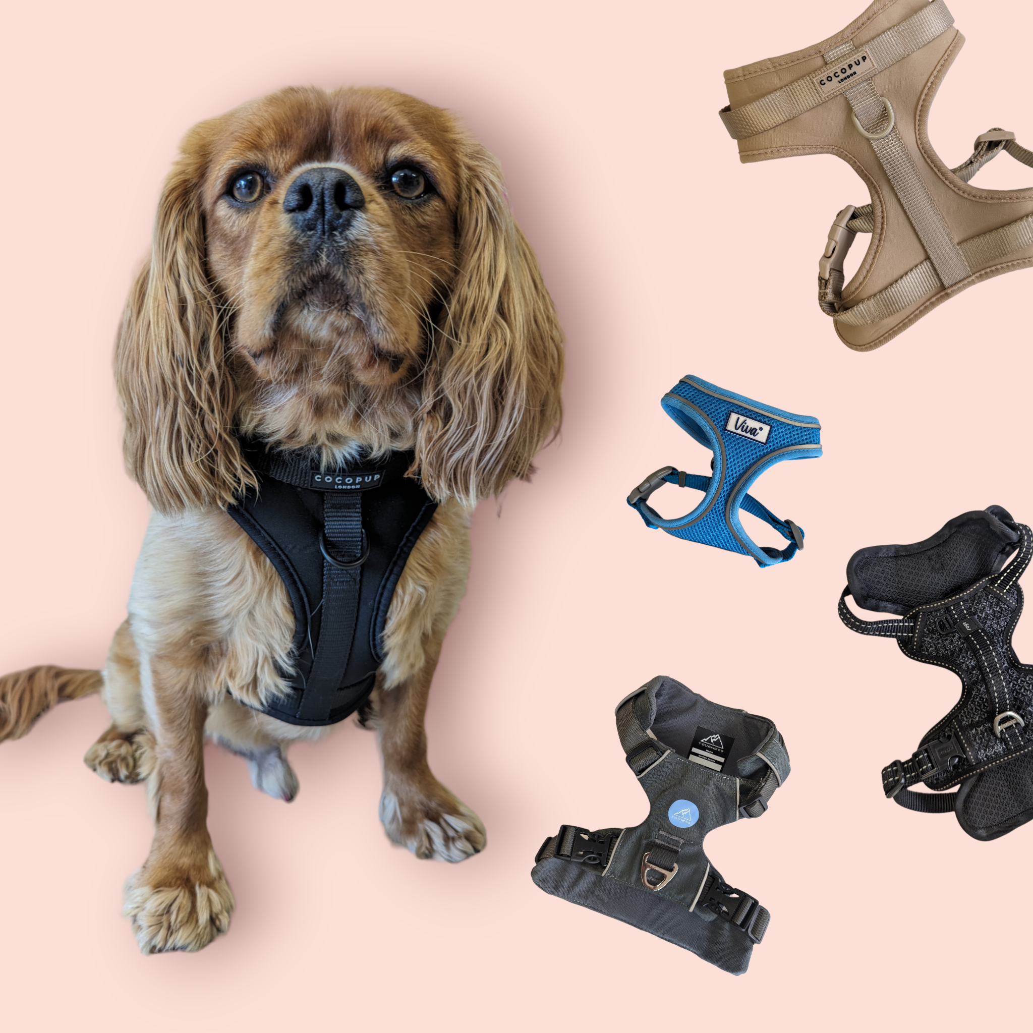 Dog harness, dog apparel, dog clothing, dog shop, dog walk wear
