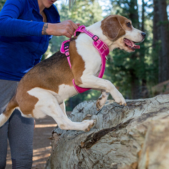 Rogz Explore Harness - Pink